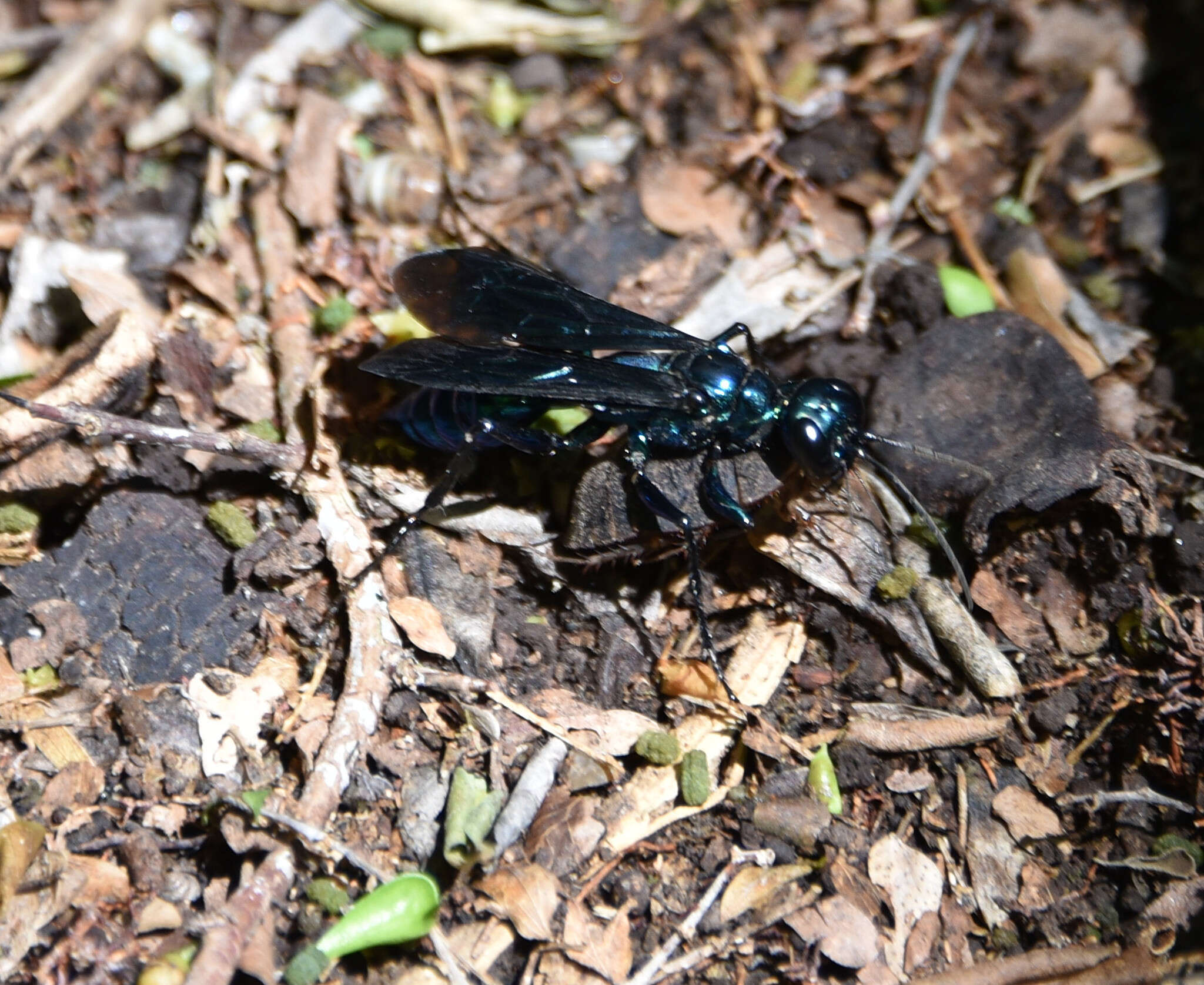 Image de Chlorion cyaneum Dahlbom 1843