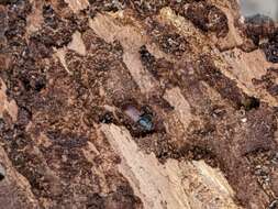 Image of Spruce Beetle