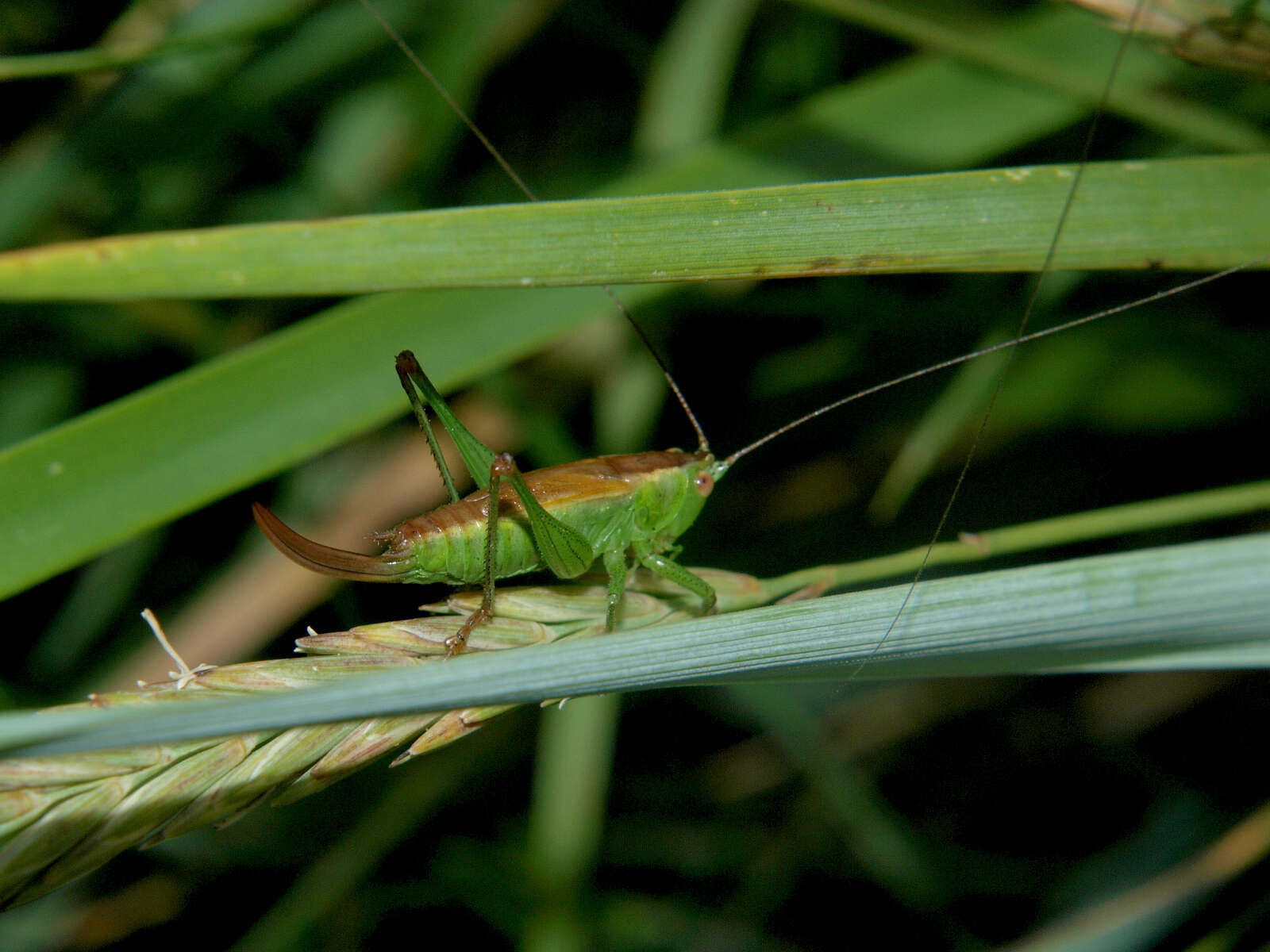 Conocephalus (Anisoptera) dorsalis (Latreille 1804) resmi