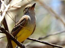 Image of Brown-crested Flycatcher