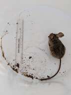 Image of Pinyon Mouse