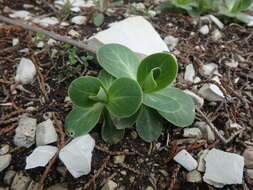 Image of Hylotelephium caucasicum (Grossh.) H. Ohba