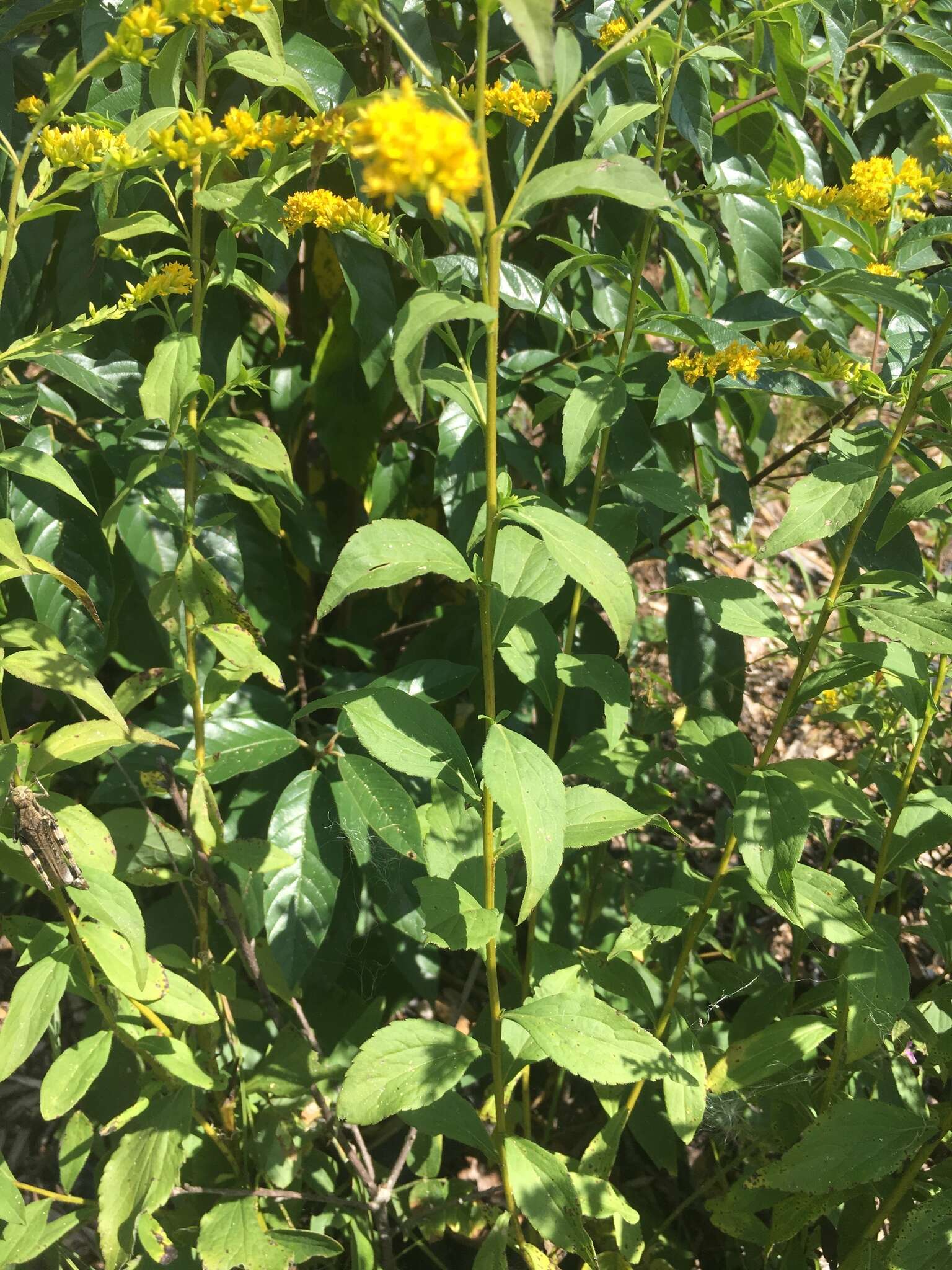 Image of <i>Solidago <i>ulmifolia</i></i> var. ulmifolia