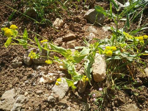 Bupleurum lancifolium Hornem. resmi