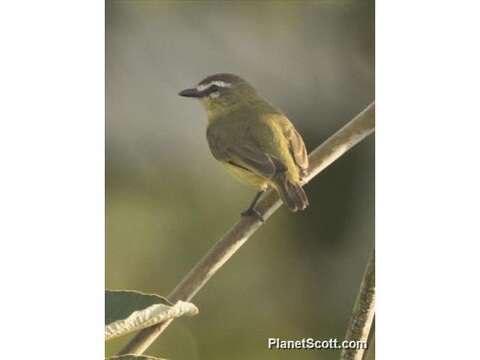 Image of Brown-capped Tyrannulet