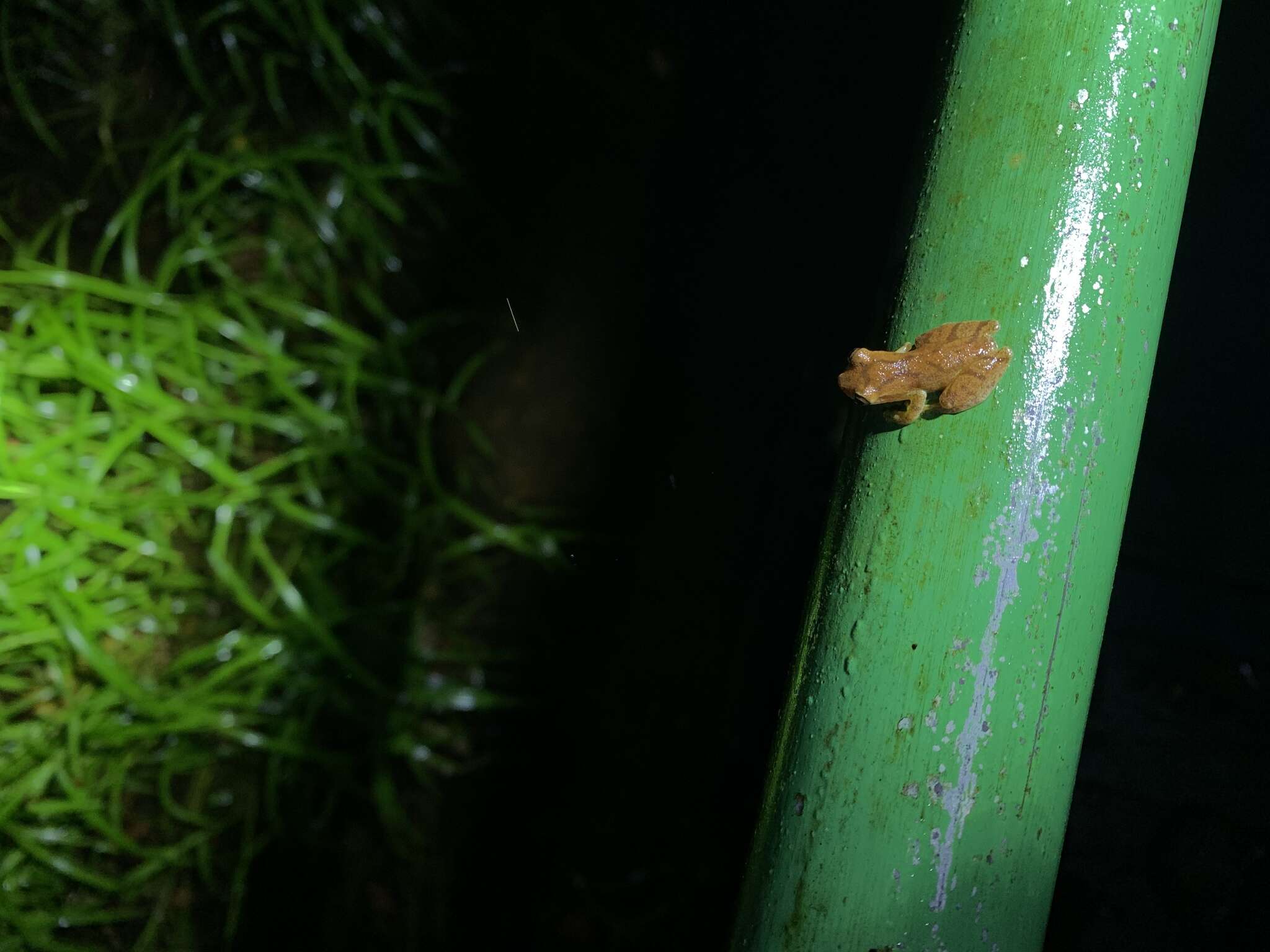 Image de Dendropsophus phlebodes (Stejneger 1906)