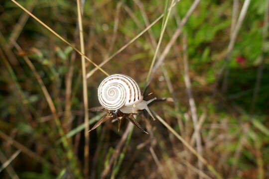 صورة Pseudotachea C. R. Boettger 1909