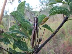 Nicsara bifasciata (Redtenbacher 1891) resmi