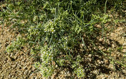 Image de Lepidium fremontii S. Watson