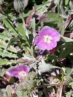 Image of Davy's clarkia