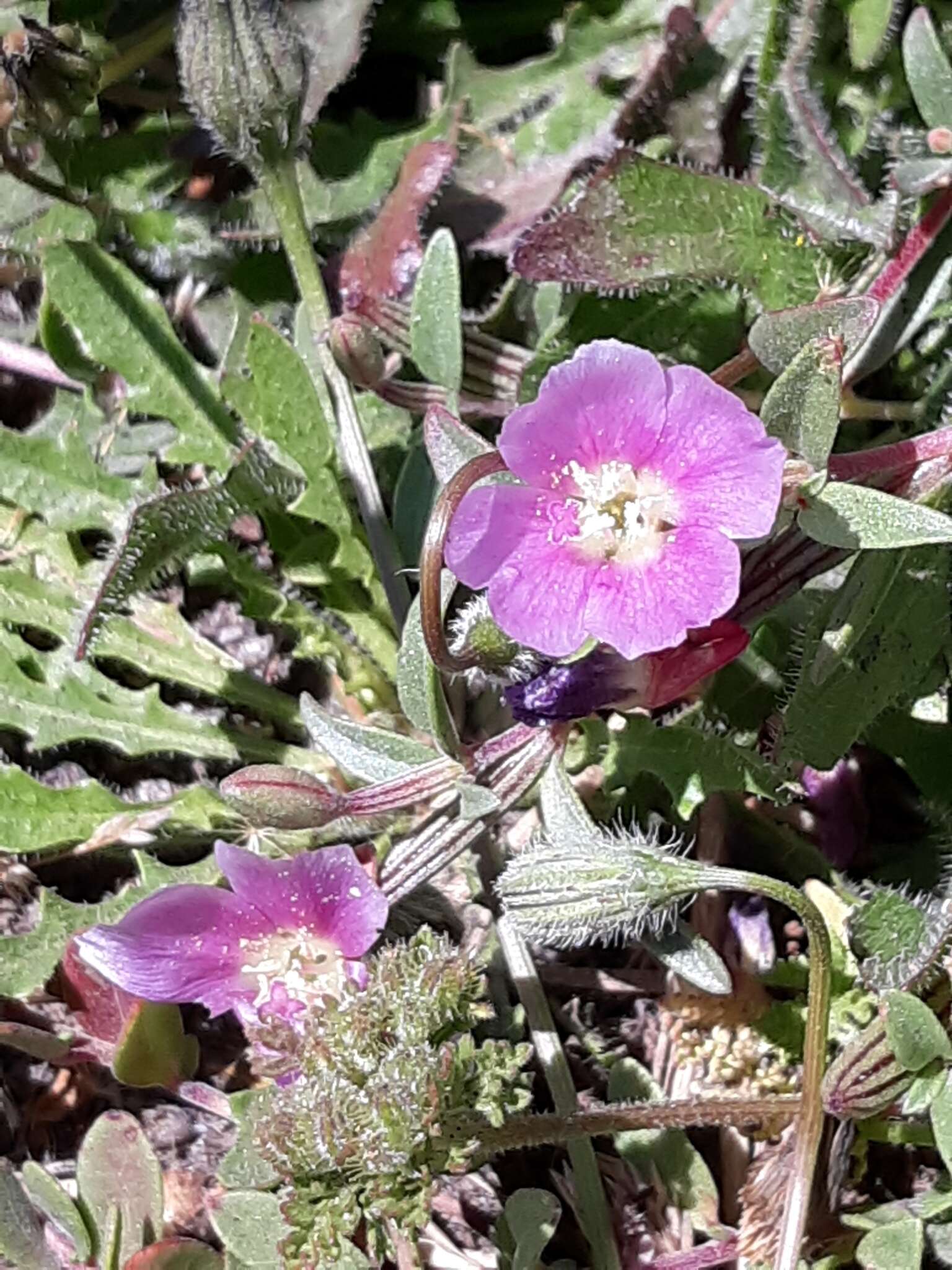 Plancia ëd Clarkia davyi (Jepson) H. & M. Lewis