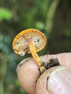 Image de Lactocollybia aurantiaca Singer 1952