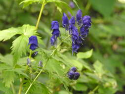 Слика од Aconitum degenii Gayer