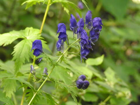 صورة Aconitum degenii Gayer