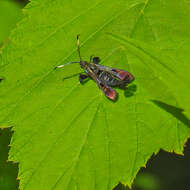 Image of Virginia Creeper Clearwing