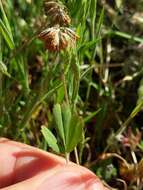 Image of Trifolium bifidum var. decipiens Greene