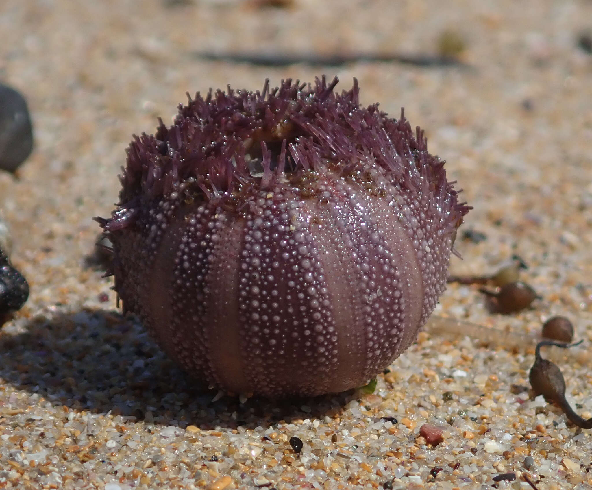 Image of Holopneustes purpurascens (A. Agassiz 1872)