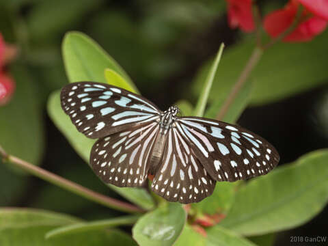 Image of Ideopsis similis Linnaeus 1758