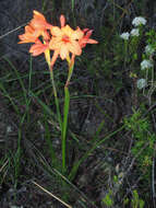 صورة Watsonia stenosiphon L. Bolus