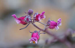 Image of Scrophularia ruprechtii Boiss.