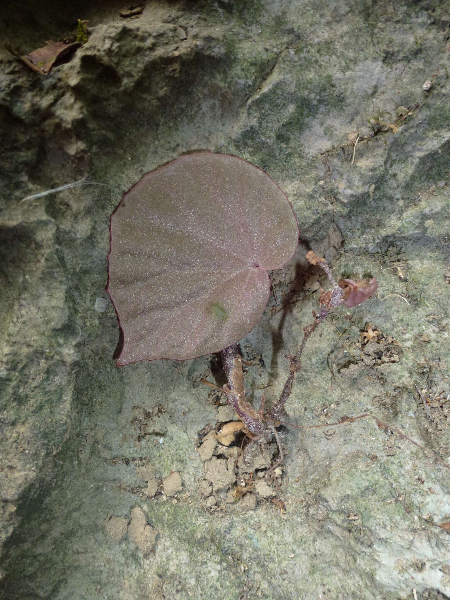 Image of Begonia matarombeoensis