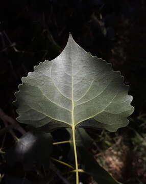 Populus deltoides subsp. wislizenii (S. Wats.) Eckenwalder的圖片