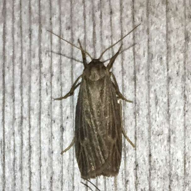 Image of Pale Lichen Moth
