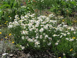 Image of Olympic Mountain aster