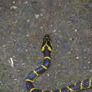 Image of Big-tooth Snake