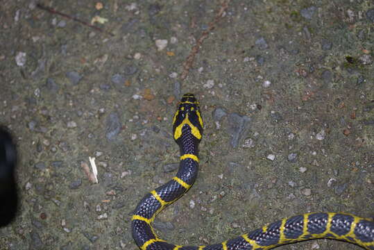 Image of Big-tooth Snake