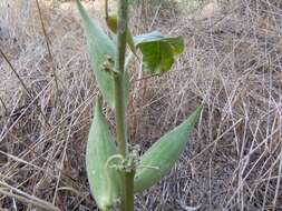 Image of Mojave milkweed