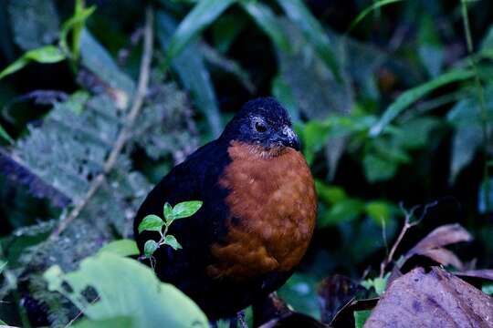 Image of Dark-backed Wood Quail