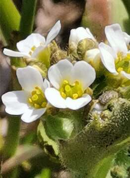 Image of boreal draba