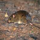 Image of cursor grass mouse