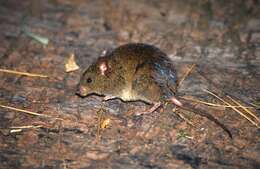 Image of cursor grass mouse
