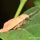 Image de Spilosoma griseabrunnea