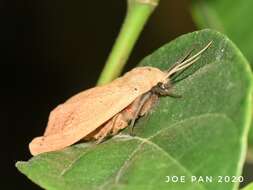 Image of Spilosoma griseabrunnea