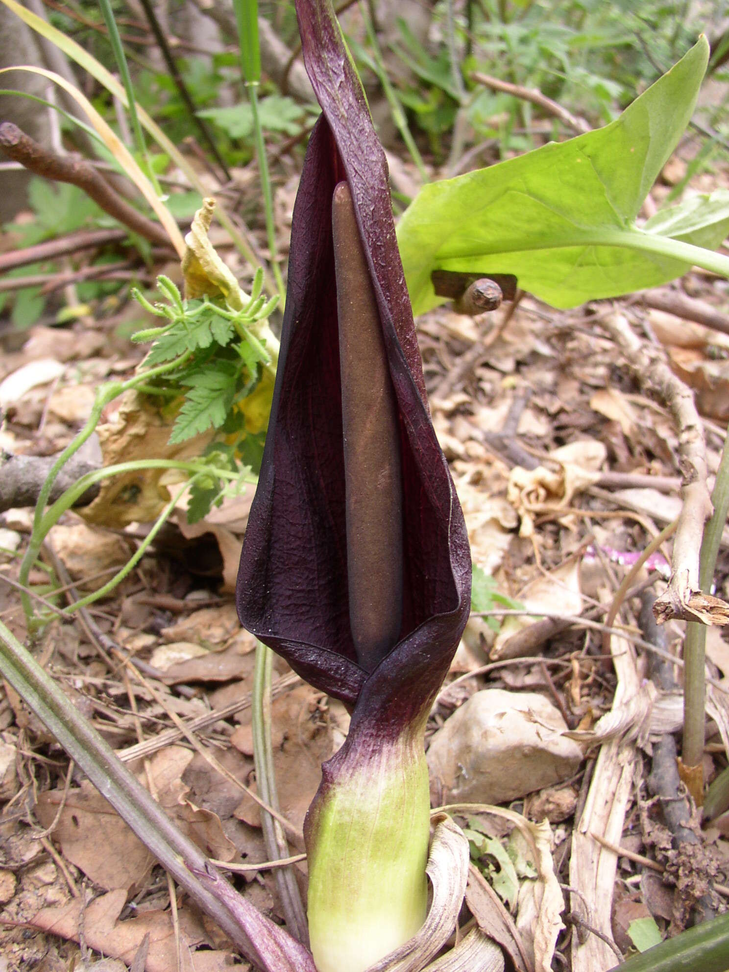 Arum elongatum Steven的圖片