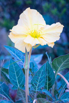 Plancia ëd Oenothera brachycarpa A. Gray