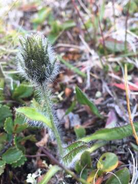 Image of alpine hawkweed