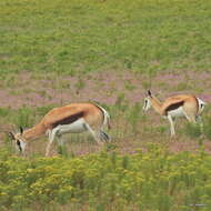 Image of Antidorcas marsupialis marsupialis (Zimmermann 1780)