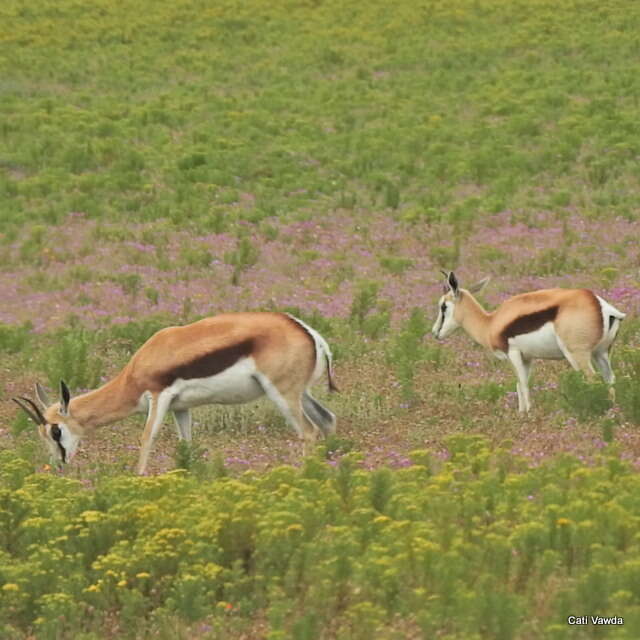 Image of Black Springbok