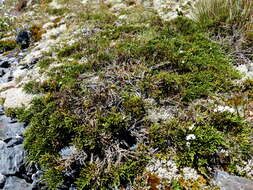 Veronica hectorii subsp. coarctata (Cheesem.) Garn.-Jones resmi