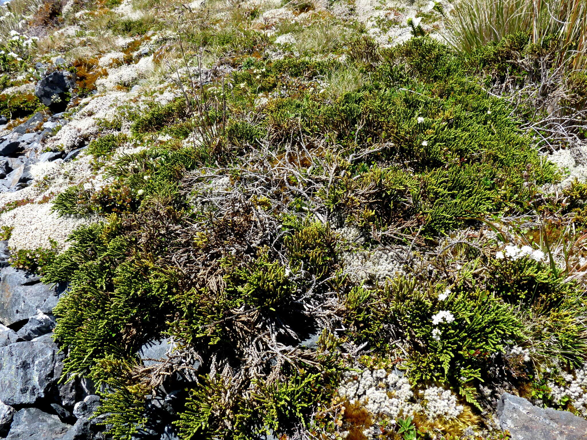 Image of Veronica hectorii subsp. coarctata (Cheesem.) Garn.-Jones