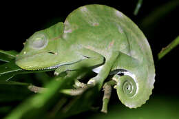 Image of Usambara Three-Horned Chameleon