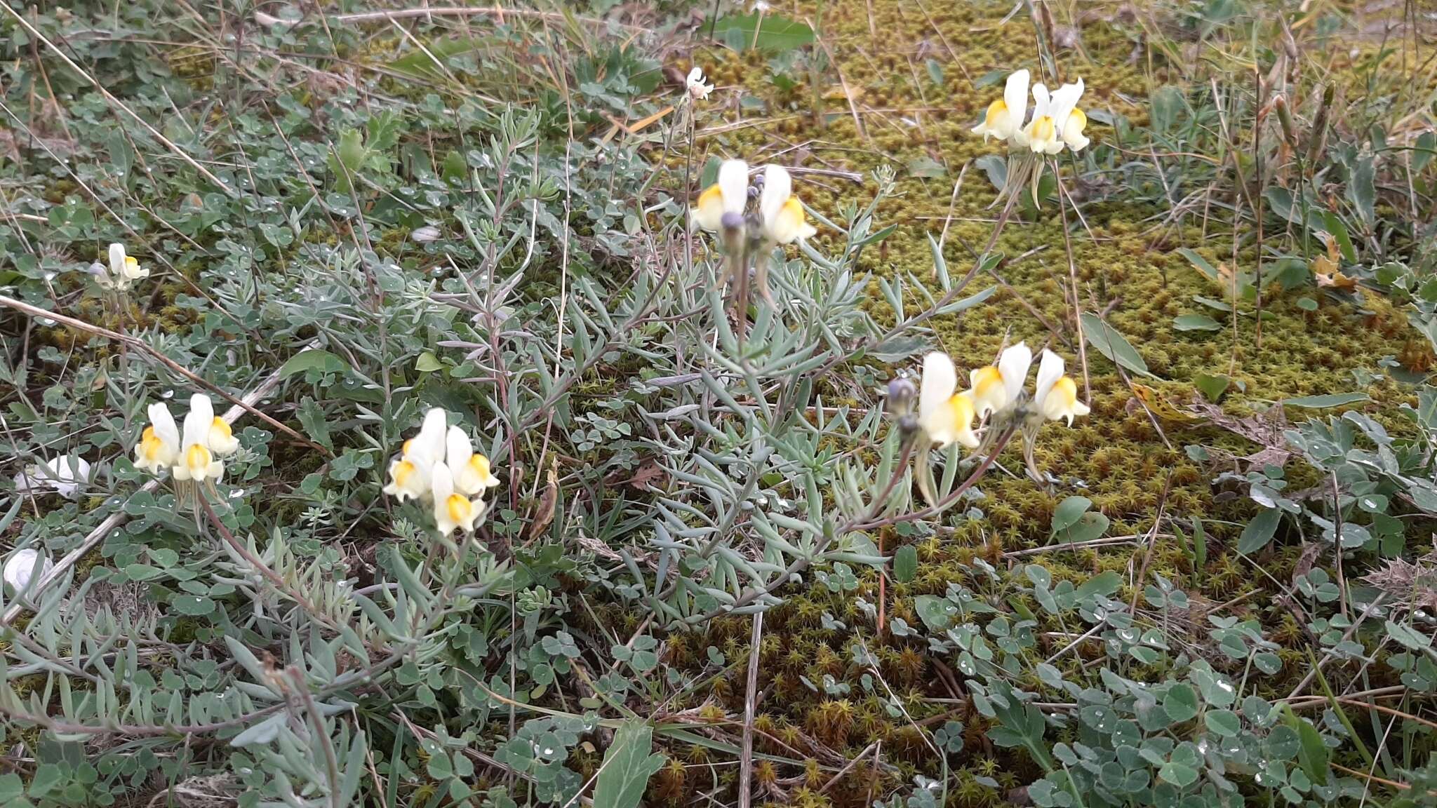 صورة Linaria supina subsp. maritima (DC.) M. Lainz