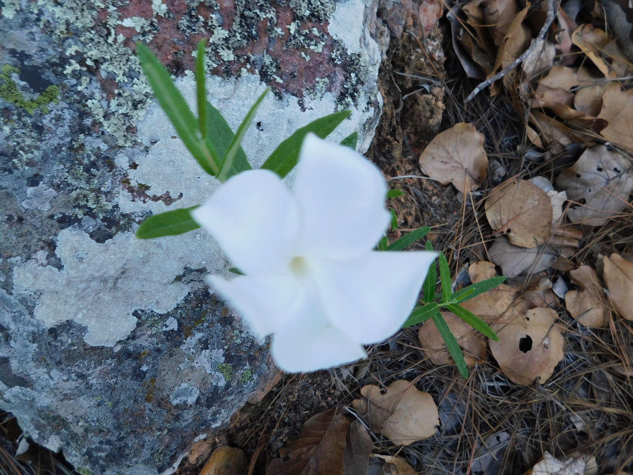 Image of Davis Mountain rocktrumpet