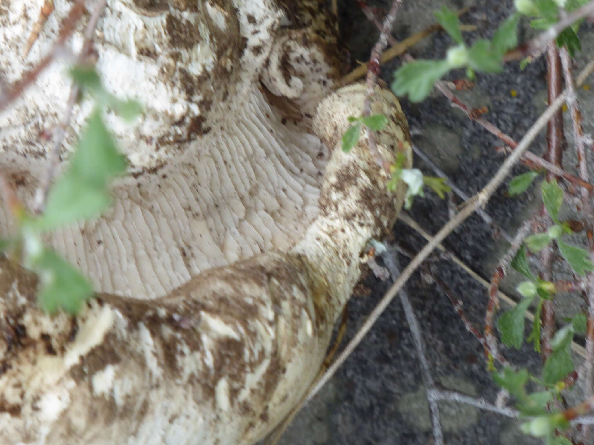 Image of Neolentinus ponderosus (O. K. Mill.) Redhead & Ginns 1985