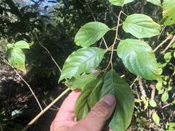 Image of Turraea pubescens Hellen.