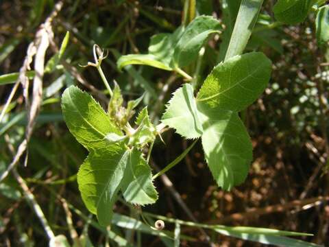 Basananthe triloba (Bolus) de Wilde的圖片